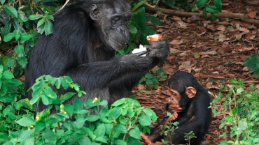 Ngamba Island Chimpanzee Sanctuary