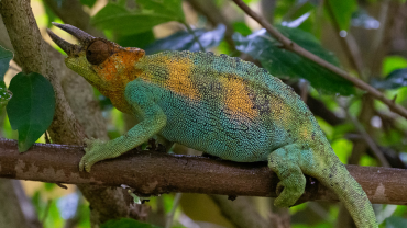 The Reptile Village in Uganda