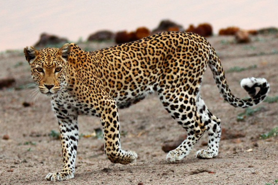 9 Days Uganda Adventure Safari