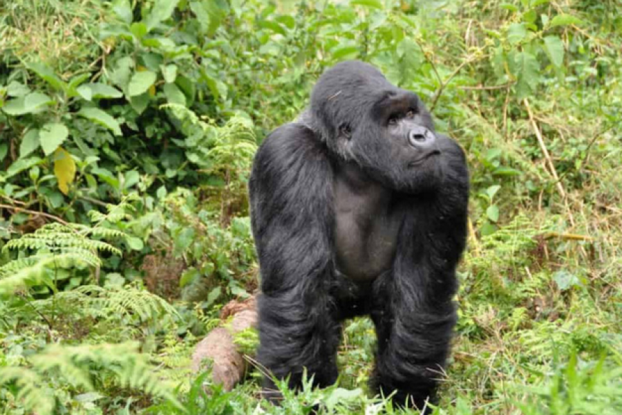 Bwindi Impenetrable National Park