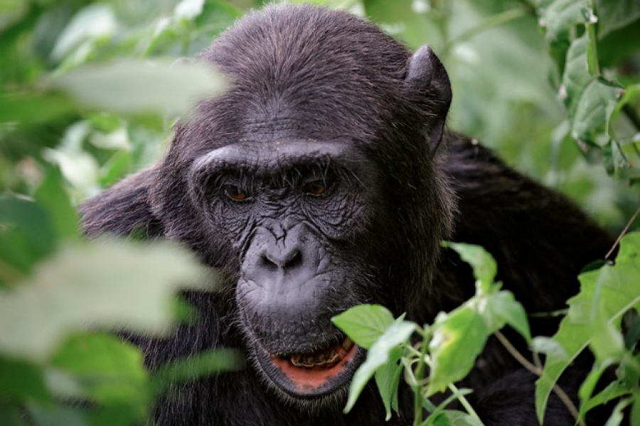 Kibale Forest National Park