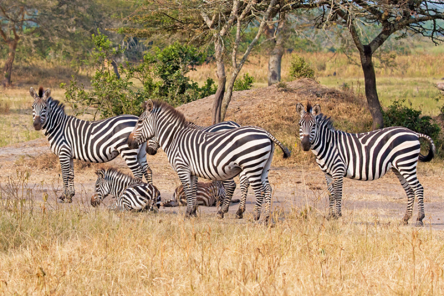 3 Days Lake Mburo National Park Uganda