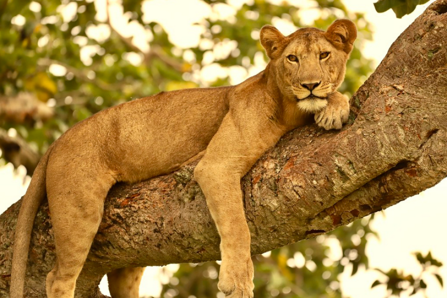 Queen Elizabeth National Park