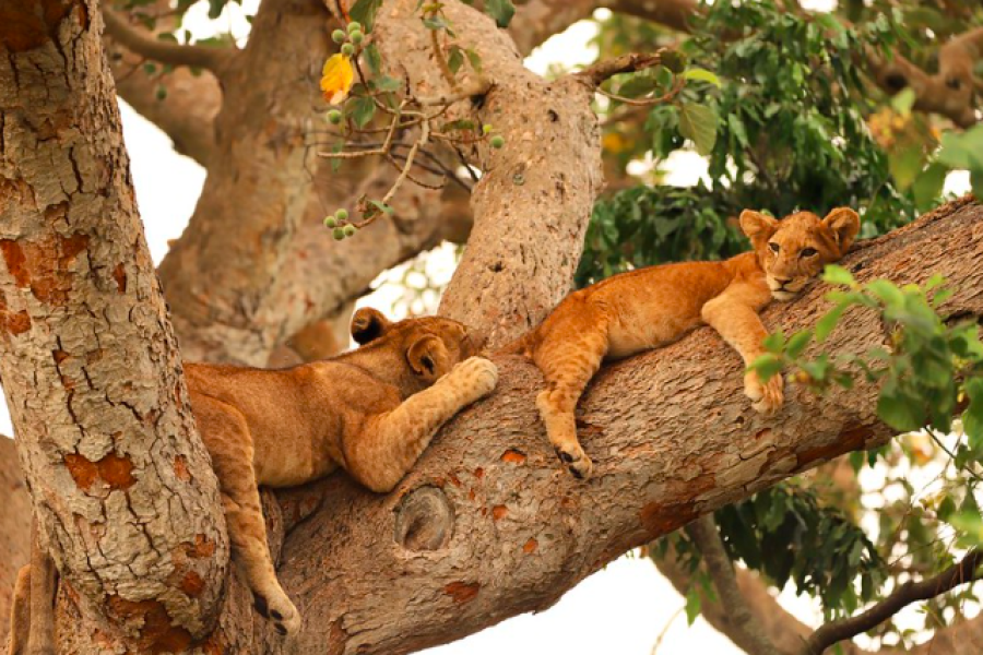 3 Days Semuliki & Queen Elizabeth National Park Safari