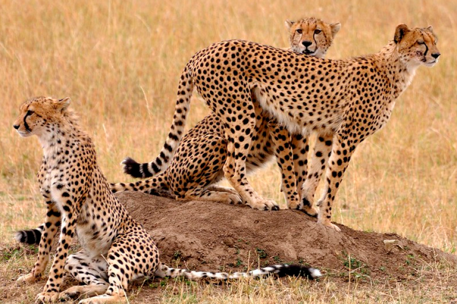 5 Days Uganda Wildlife Safari