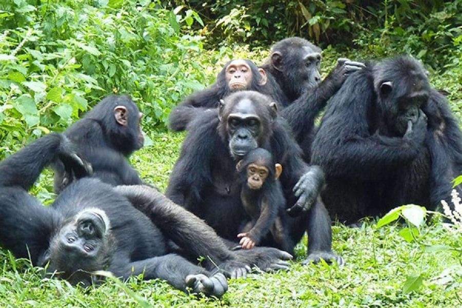 8 Days Uganda Experience Safari