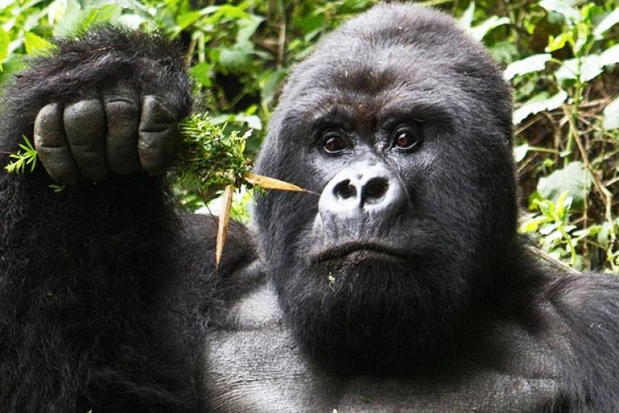 3 Days Uganda Gorilla Experience Safari