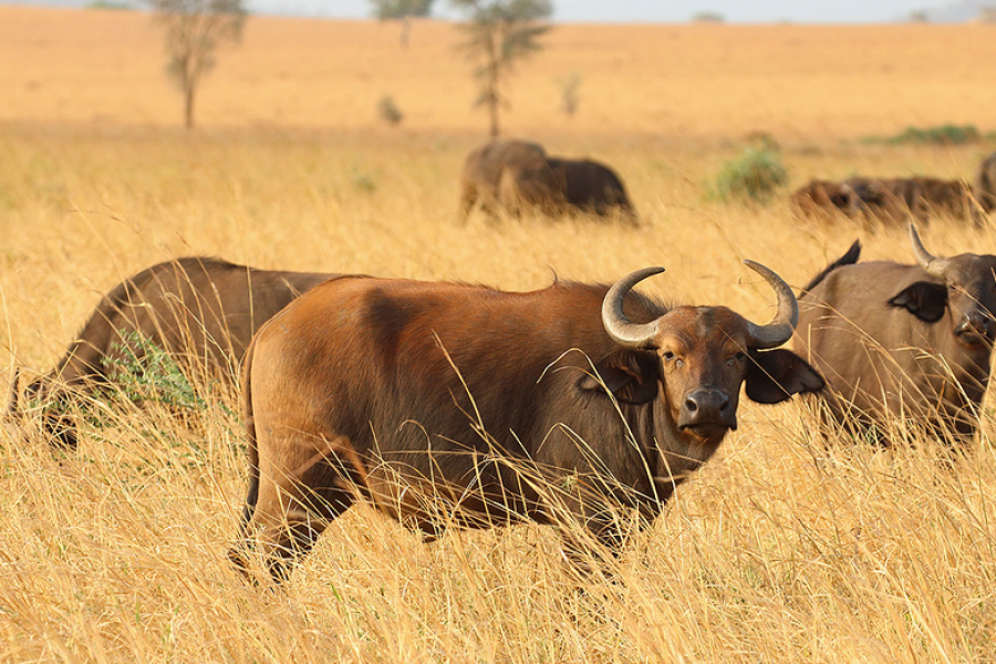 Kidepo Valley National Park
