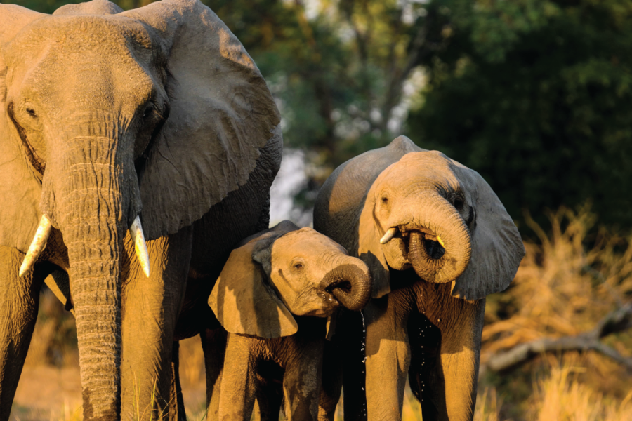 10 Days Uganda Holiday Adventure