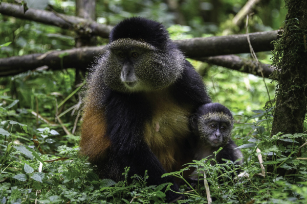 Rwanda
