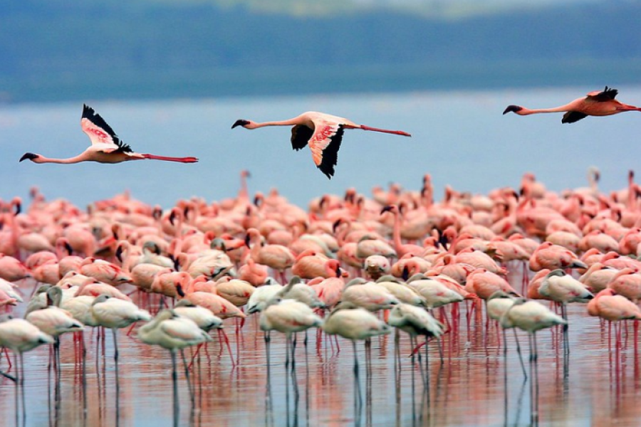 Lake Nakuru National Park