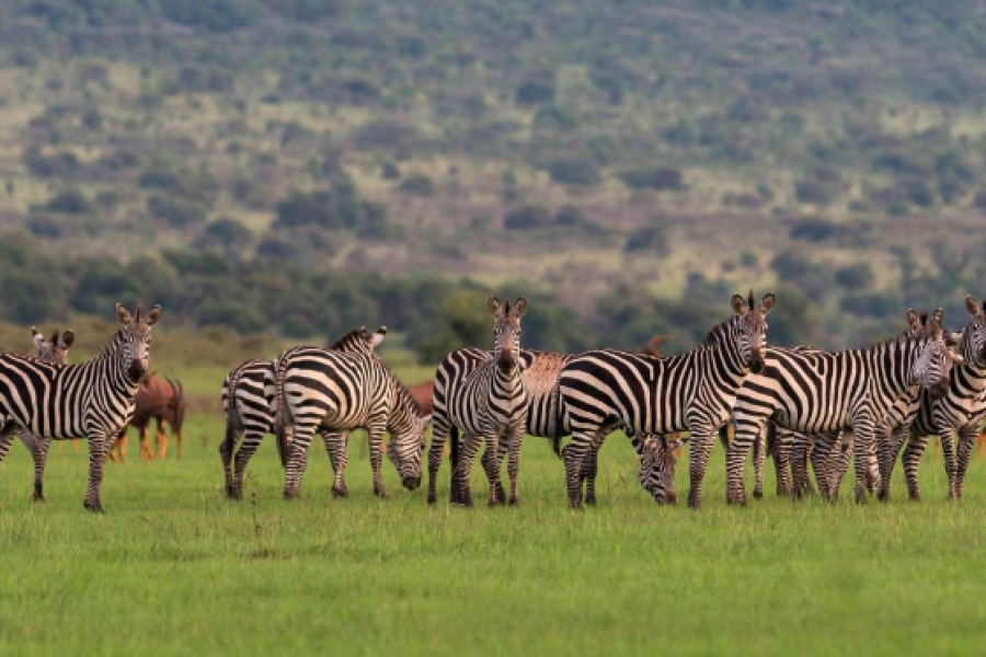 Akagera National Park