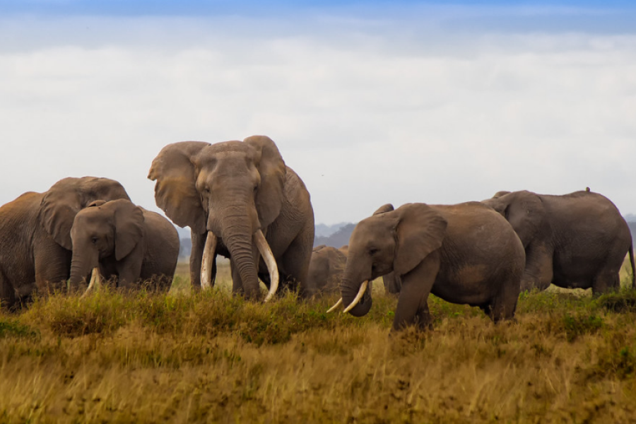 Amboseli National Park