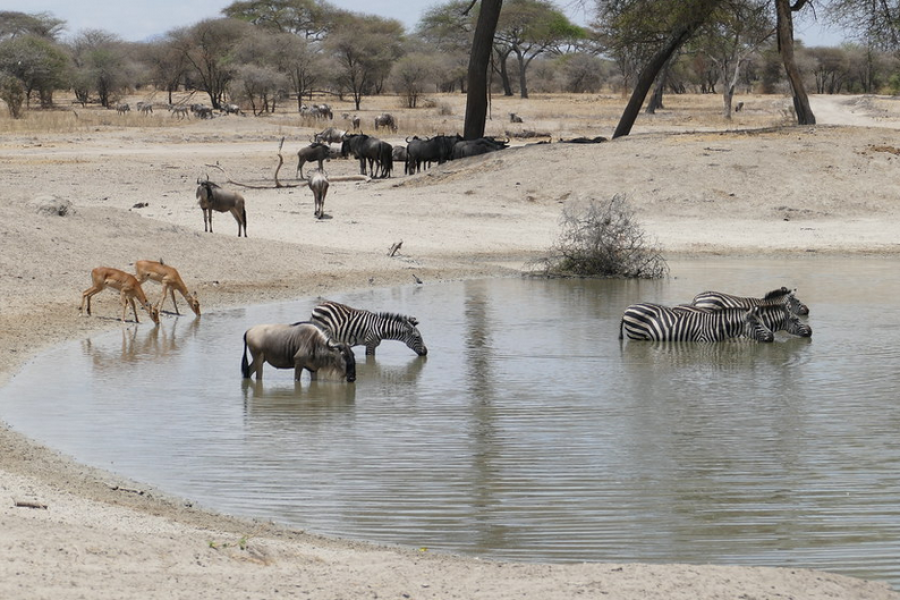 Tarangire National Park