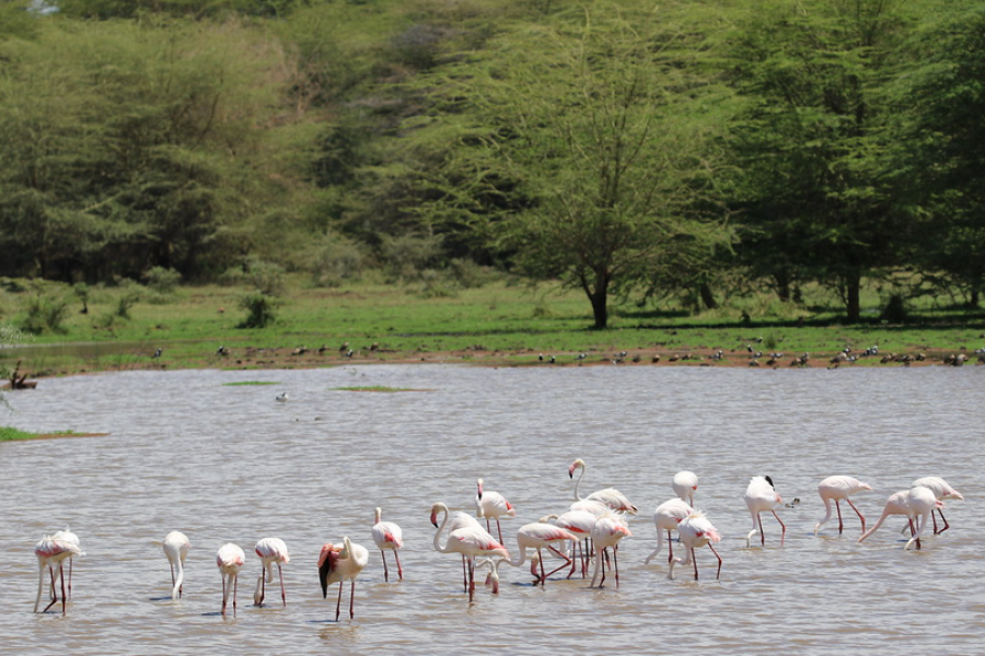Lake Manyara National Park