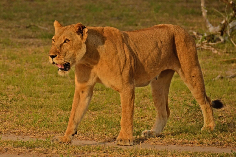 Nyerere National Park