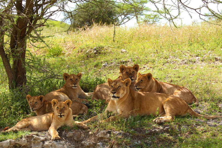 Serengeti National Park