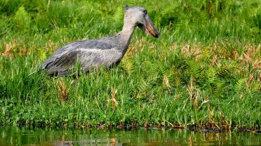 Uganda’s Mabamba Swamp